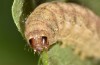Clemathada calberlai: Larva (e.l. Switzerland, Valais, Stalden, young larva in early July 2019) [S]