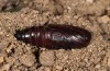 Clemathada calberlai: Pupa (e.l. Switzerland, Valais, Stalden, larva in early July 2019) [S]