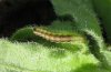 Cucullia calendulae: Young larva (La Palma, December) [N]