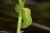 Acosmetia caliginosa: Half-grown larva (Hungary, Dabas, late August 2019) [S]