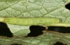Acosmetia caliginosa: Larva (Hungary, Dabas, September 2019) [S]