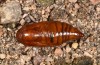 Acosmetia caliginosa: Pupa (e.l. rearing E-Austria, Burgenland, Rohrbach, larva in early June 2019) [S]