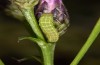 Acosmetia caliginosa: Half-grown larva (Hungary, Dabas, late August 2019) [M]