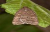 Adult (e.l. rearing, E-Austria, Burgenland, Rohrbach, larva in  early June, adult in early July 2019)