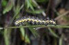 Cucullia campanulae: Half-grown larva (upper Lech Valley, Tyrol, early August 2014) [N]