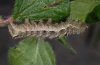 Abrostola canariensis: Raupe im letzten Stadium (La Gomera, Valle Hermoso, Dezember 2011) [M]