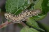 Abrostola canariensis: Larva in last instar (La Gomera, Valle Hermoso, December 2011) [M]