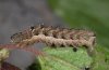 Abrostola canariensis: Larva in last instar (La Gomera, Valle Hermoso, December 2011) [M]