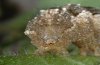 Abrostola canariensis: Larva (head) [M]