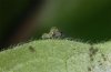 Abrostola canariensis: L1-Raupe (e.o. La Gomera, Dezember 2011) [S]
