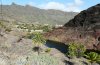 Abrostola canariensis: Habitat auf La Gomera (San Sebastian), Dezember 2011. [N]