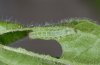 Abrostola canariensis: L3-larva (La Gomera, December 2011) [S]