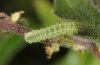 Abrostola canariensis: Larva at the beginning of the penultimate instar (La Gomera, December 2011) [M]