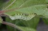 Abrostola canariensis: Larva in penultimate instar (La Gomera, Valle Hermoso, December 2011) [M]