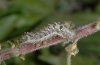 Abrostola canariensis: Raupe nach der letzten Häutung (La Gomera, Valle Hermoso, Dezember 2011) [S]