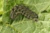 Abrostola canariensis: Larva after the last moult  [S]