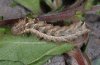 Abrostola canariensis: Larva in last instar (La Gomera, Valle Hermoso, December 2011) [M]