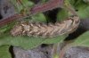 Abrostola canariensis: Larva in last instar (La Gomera, Valle Hermoso, December 2011) [M]