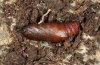 Abrostola canariensis: Pupa (cocoon removed) [S]