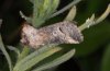 Abrostola canariensis: Adult (La Gomera, December 2011) [M]