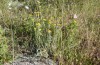 Eublemma candidana: Habitat (Mount Kerkis east side, Samos, Greece, May 2014) [N]
