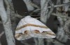 Eublemma candidana: Adult (e.l. Samos, Greece, larva in May 2014) [S]