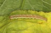 Pseudeustrotia candidula: Larva (N-Germany, Kuhfelde, mid-August 2020) [S]