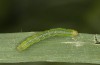 Pseudeustrotia candidula: Half-grown larva (N-Germany, Kuhfelde, mid-August 2020) [M]
