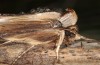 Cucullia caninae: Adult (e.l. Provence, Massif de la Sainte Baume, larva in late May 2013) [S]