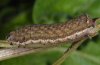 Condica capensis: Larva (La Palma, December 2010) [S]