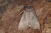 Condica capensis: Falter (e.l. La Gomera 2013) [S]