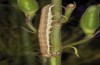 Hecatera cappa: Larva (NW-Bulgaria, Dragoman, early June 2018) [S]