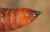 Hecatera cappa: Pupa (e.l. rearing, NW-Bulgaria, Dragoman, larva in early June 2018) [S]
