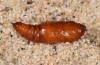 Schinia cardui: Pupa (e.l. rearing, Hungary, Dabas, larva in late August 2019) [S]