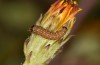 Schinia cardui: Half-grown larva (Hungary, Dabas, late August 2019) [M]