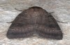 Noctua carvalhoi: Adult (e.l. Flores, larva in March 2013) [S]