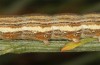Autophila cataphanes: Larva (Spain, Avila, Sierra de Gredos, late June 2025) [S]