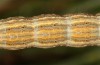 Autophila cataphanes: Larva (Spain, Avila, Sierra de Gredos, late June 2025) [S]