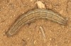 Autophila cataphanes: Larva searching for a pupation shelter (e.l. rearing, Spain, Avila, Sierra de Gredos, larva in late June 2025) [S]