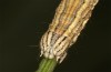 Autophila cataphanes: Larva (Spain, Avila, Sierra de Gredos, late June 2025) [M]