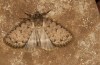 Autophila cataphanes: Imago (e.l. rearing, Spain, Avila, Sierra de Gredos, larva in late June 2025) [S]