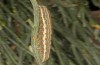 Autophila cataphanes: Larva (Spain, Avila, Sierra de Gredos, late June 2025) [S]