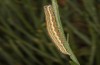Autophila cataphanes: Larva (Spain, Avila, Sierra de Gredos, late June 2025) [M]