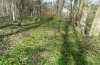 Lamprotes c-aureum: Habitat: riparian forest at a small stream near Memmingen (S-Germany, April) [N]