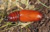 Staurophora celsia: Puppe [S]