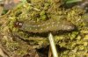 Staurophora celsia: Half-grown larva [S]