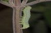 Cucullia celsiae: L4-Raupe (W-Zypern, Paphos forest, Anfang April 2018) [M]