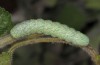 Cucullia celsiae: Raupe im letzten Stadium (e.l.-Zucht, W-Zypern, Paphos forest, Raupe Anfang April 2018) [S]