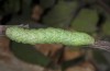 Cucullia celsiae: Larva in the last instar (e.l. rearing, W-Cyprus, Paphos forest, larva in early April 2018) [S]