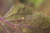 Cucullia celsiae: Ei (W-Zypern, Paphos forest, Anfang April 2018) [M]